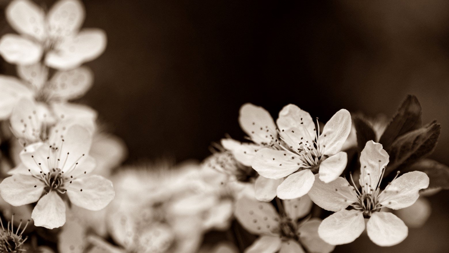 white flowers on a black background